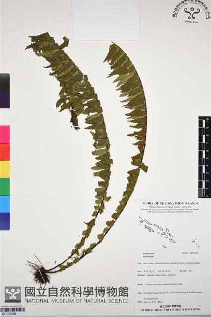 登錄號:BP03050藏品圖，第1張