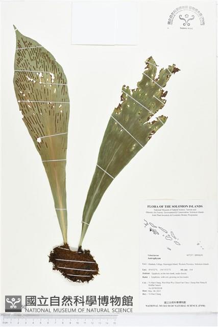 登錄號:BP00650藏品圖，第1張