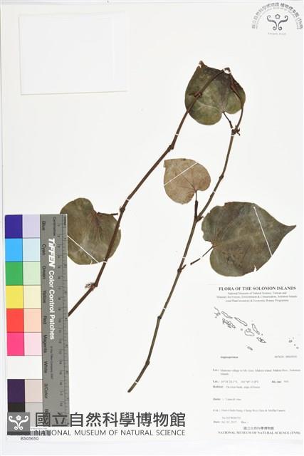 登錄號:BS05650藏品圖，第1張