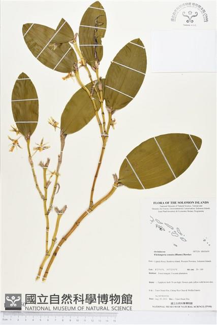木斛、鬚唇暫花蘭藏品圖，第1張