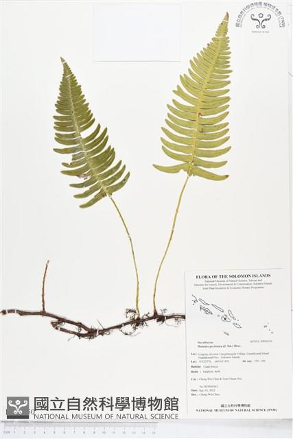 馬來陰石蕨藏品圖，第1張