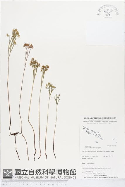 分枝莎草蕨藏品圖，第1張
