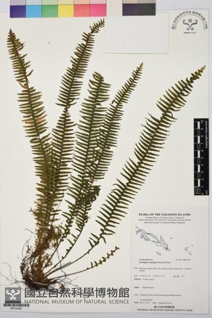 Accession Number:BP02450 Collection Image