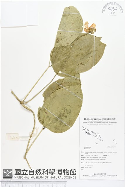 登錄號:BS02450藏品圖，第1張
