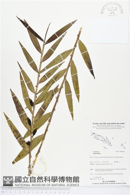 登錄號:BS04450藏品圖，第1張