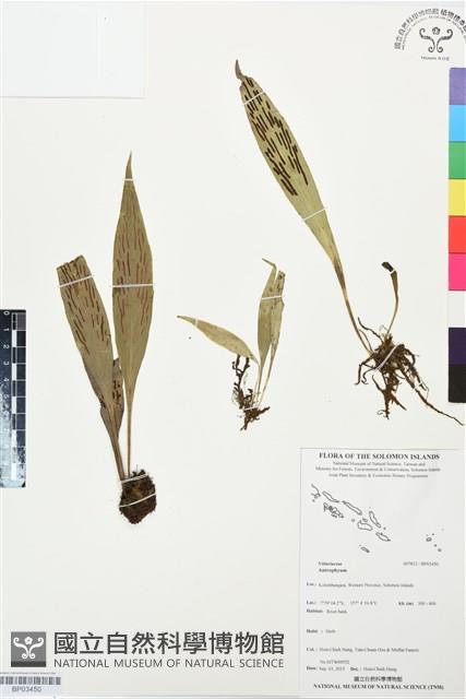 登錄號:BP03450藏品圖，第1張