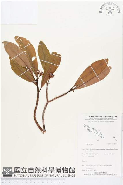 登錄號:BS03450藏品圖，第1張