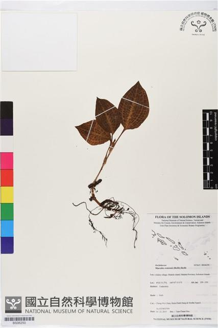 登錄號:BS06250藏品圖，第1張