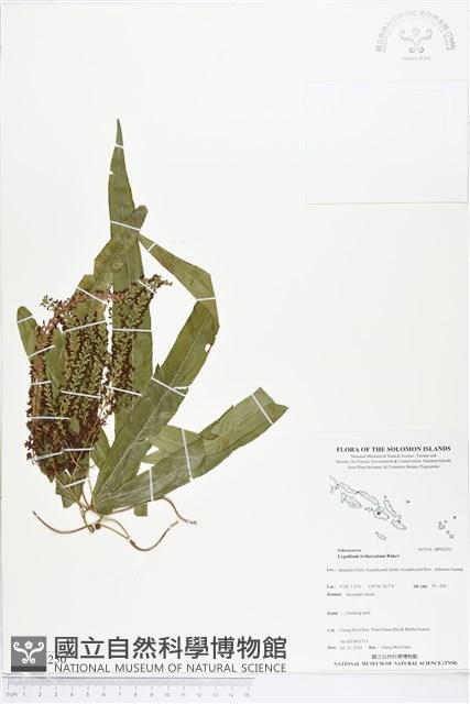 登錄號:BP02250藏品圖，第1張
