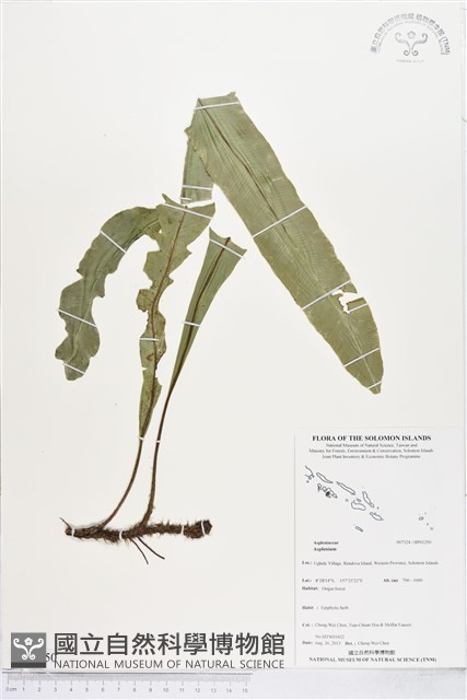 登錄號:BP01250藏品圖，第1張