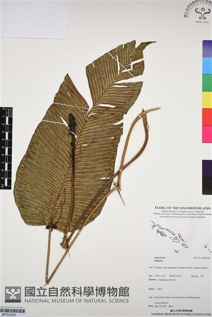 登錄號:BP03250藏品圖，第1張