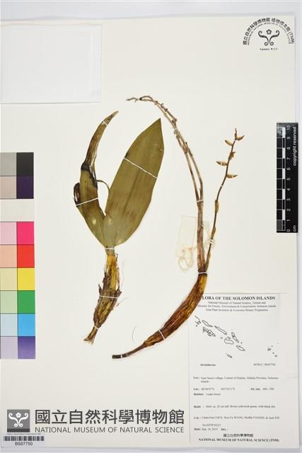 Accession Number:BS07750 Collection Image