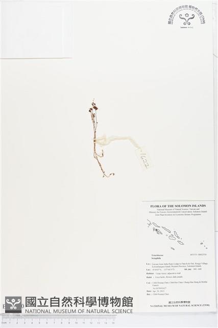 登錄號:BS02550藏品圖，第1張