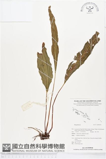 登錄號:BP00550藏品圖，第1張