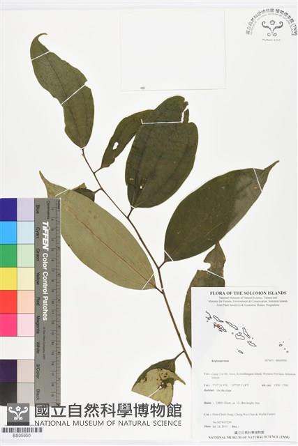 登錄號:BS05950藏品圖，第1張