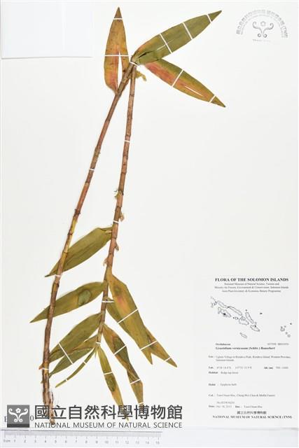 登錄號:BS03950藏品圖，第1張