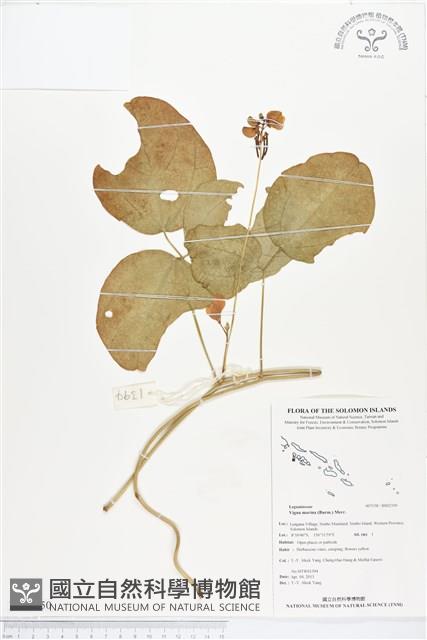 濱豇豆藏品圖，第1張