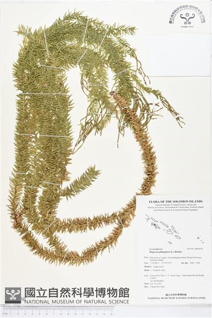 垂枝石松、垂枝馬尾杉藏品圖，第1張