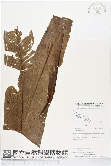 Bird's-nest fern Collection Image