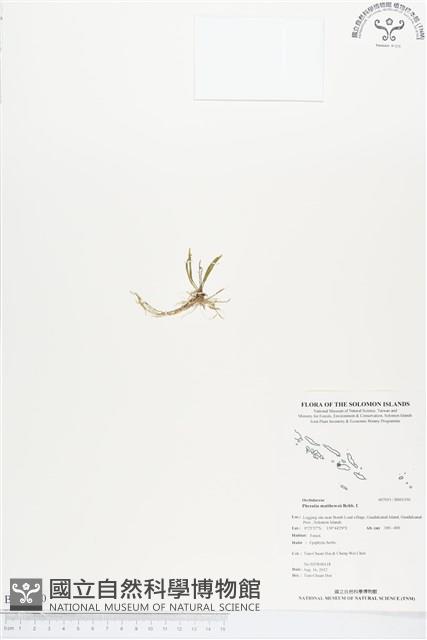 登錄號:BS01350藏品圖，第1張