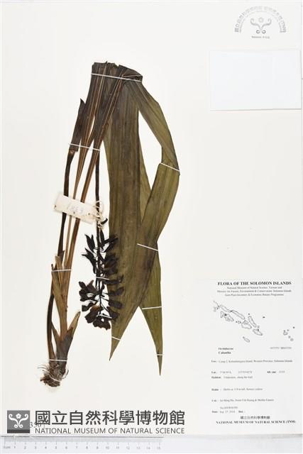 登錄號:BS05350藏品圖，第1張