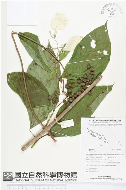 登錄號:BS02810藏品圖，第1張