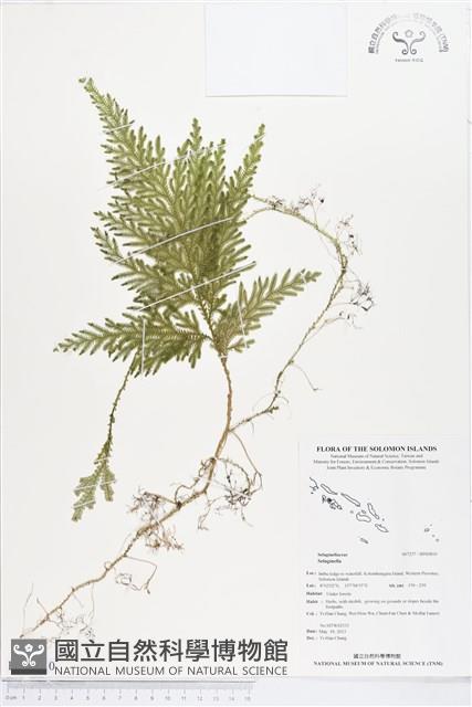 登錄號:BP00810藏品圖，第1張