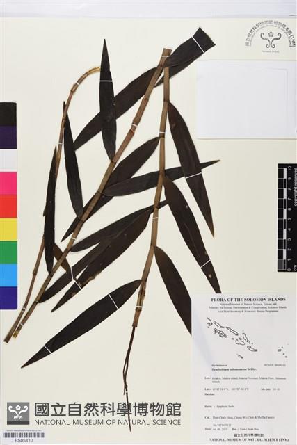 登錄號:BS05810藏品圖，第1張