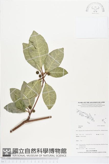 登錄號:BS04810藏品圖，第1張