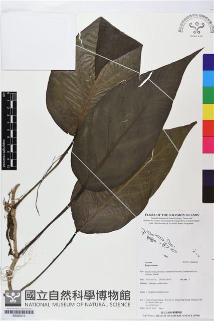 登錄號:BS06010藏品圖，第1張