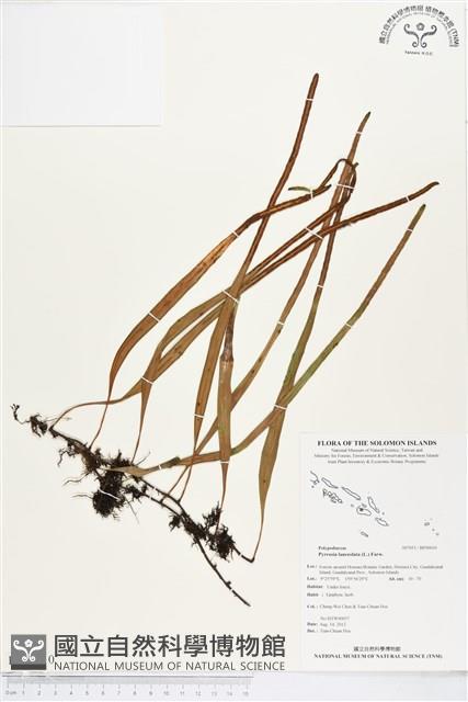 抱樹石葦藏品圖，第1張