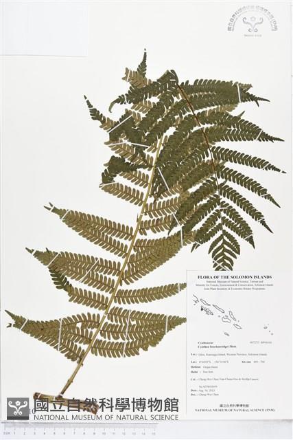 登錄號:BP01010藏品圖，第1張