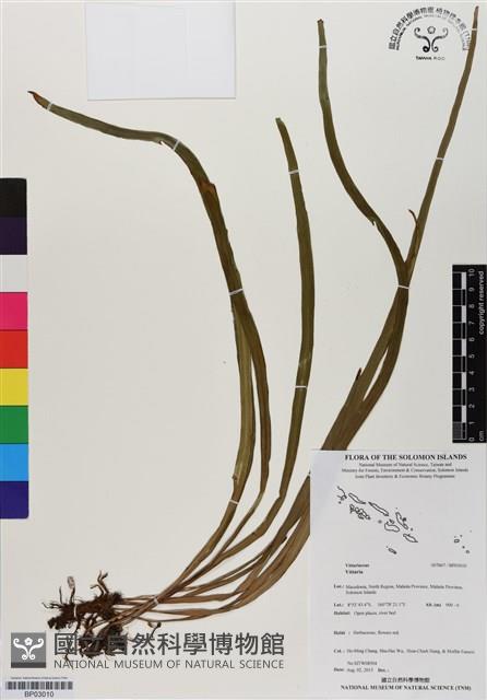 登錄號:BP03010藏品圖，第1張