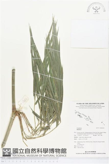 登錄號:BS02610藏品圖，第1張