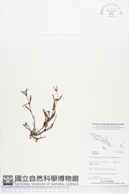 登錄號:BS04610藏品圖，第1張