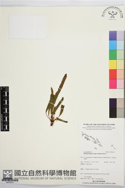 剛毛輻禾蕨藏品圖，第1張