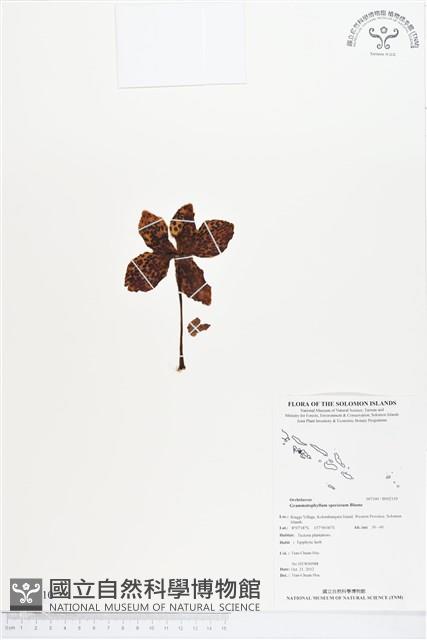 皇后蘭藏品圖，第1張