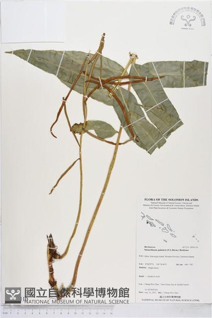 登錄號:BP01110藏品圖，第1張