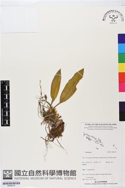 登錄號:BS06410藏品圖，第1張