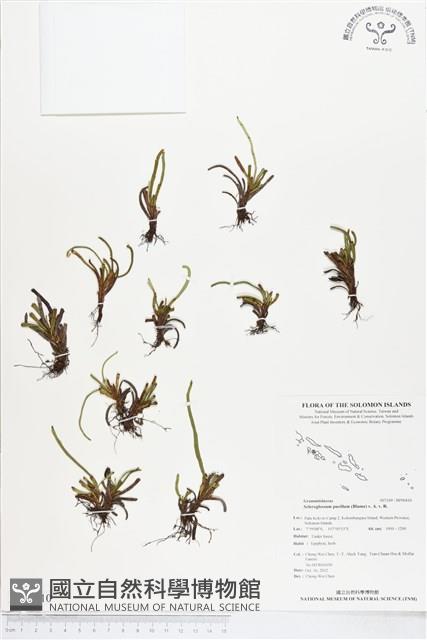 革舌蕨藏品圖，第1張