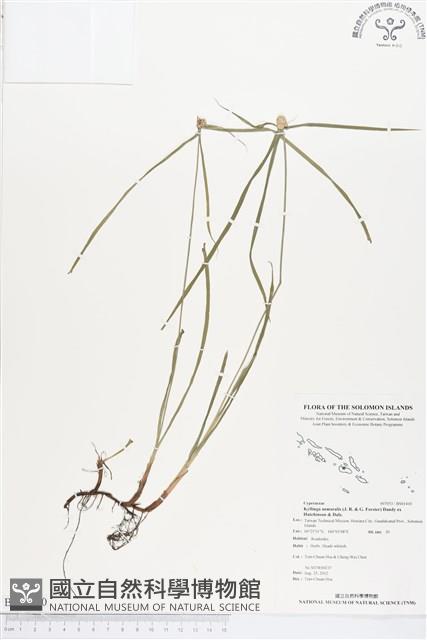 單穗水蜈蚣藏品圖，第1張