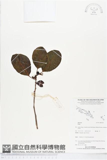 登錄號:BS05410藏品圖，第1張