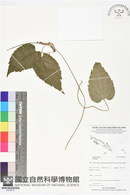 登錄號:BS06210藏品圖，第1張