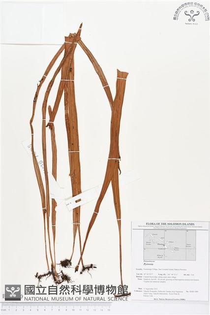 登錄號:BP00210藏品圖，第1張