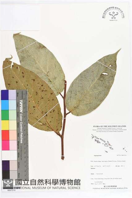 登錄號:BS07210藏品圖，第1張