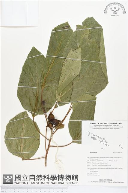 登錄號:BS02710藏品圖，第1張