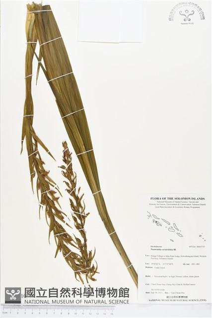 三蕊蘭藏品圖，第1張