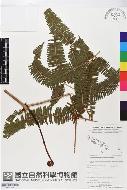 芒萁藏品圖，第1張