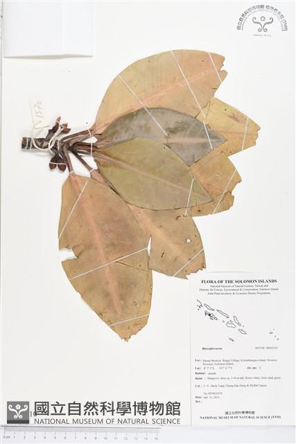 登錄號:BS02510藏品圖，第1張