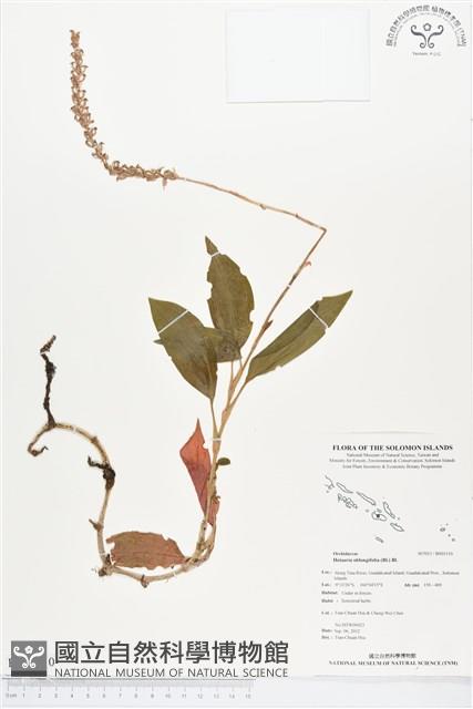 長橢圓葉伴蘭藏品圖，第1張